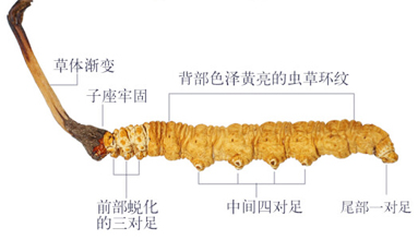 蟲草哪家好